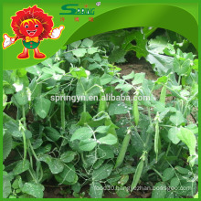 Frozen sweet peas with good quality